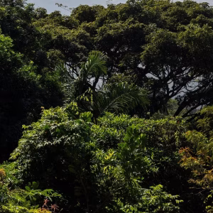Parque Nacional Tijuca