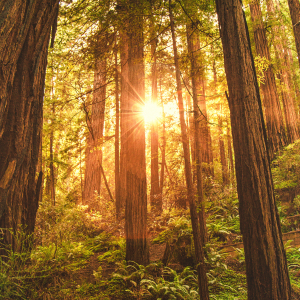 Muir Woods y Sausalito - Excursión de medio día